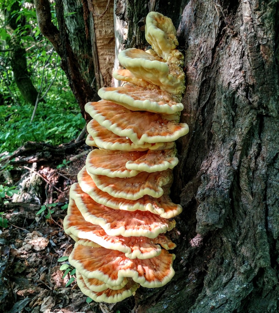 Gévagombák a fa törzsén