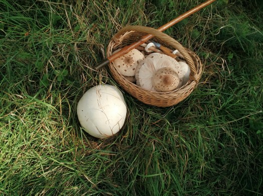 Egy kosárnyi friss gyűjtött gomba.