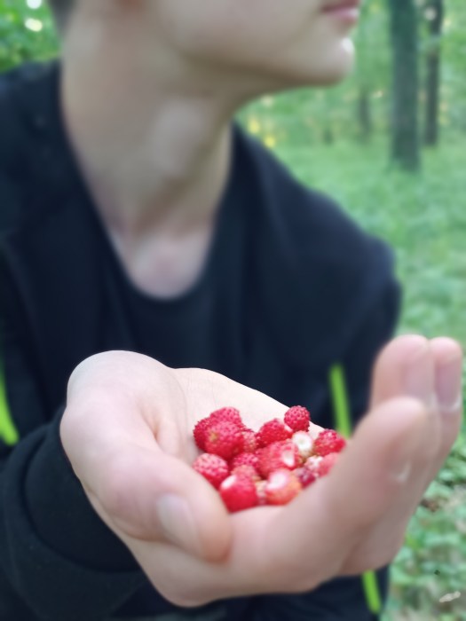 Ehető erdei gyümölcs: szamóca Ehető erdei gyümölcs: szamóca