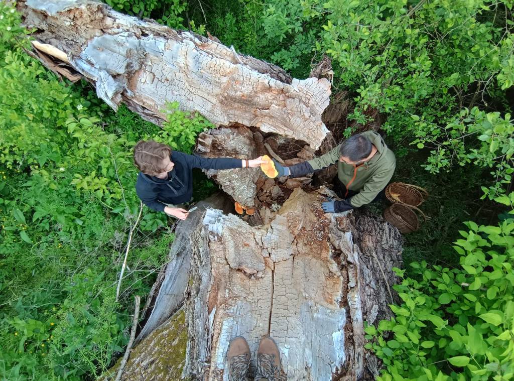 Gévagomba gyűjtése