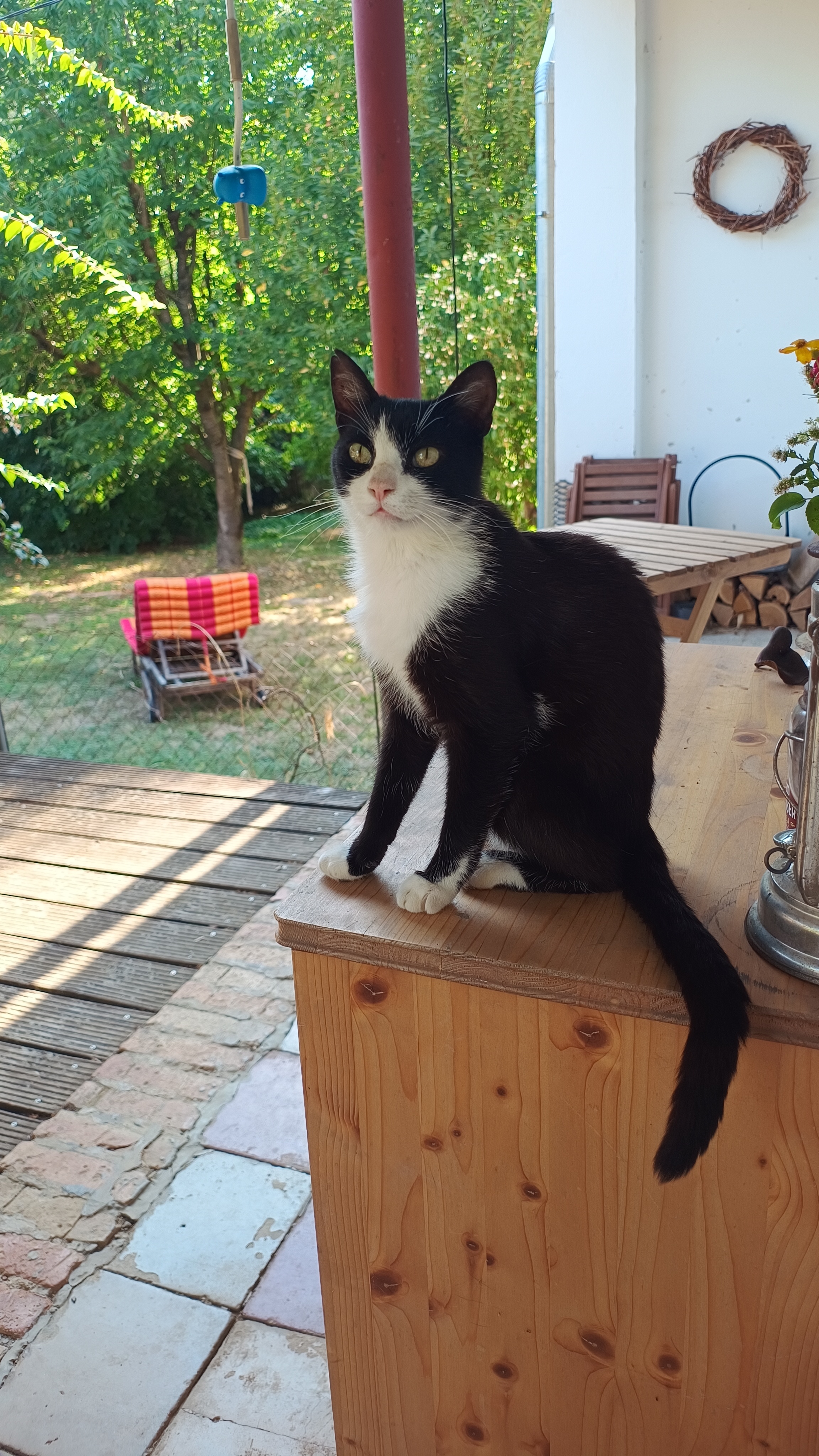 Az ERDŐKERT macskája