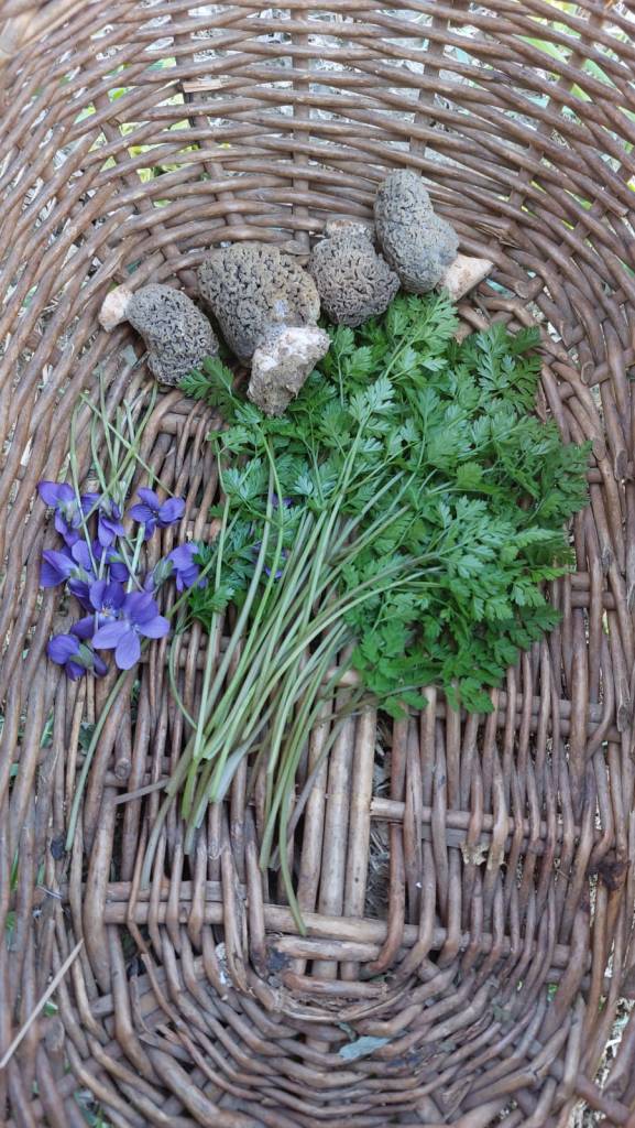 Kosárnyi erdei finomság